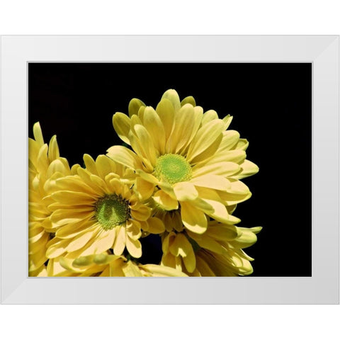Daisy Dazzle I White Modern Wood Framed Art Print by Burkhart, Monika