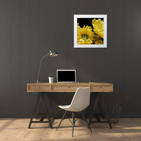 Daisy Dazzle II White Modern Wood Framed Art Print by Burkhart, Monika