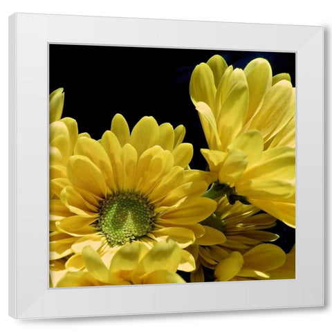 Daisy Dazzle II White Modern Wood Framed Art Print by Burkhart, Monika