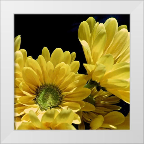 Daisy Dazzle II White Modern Wood Framed Art Print by Burkhart, Monika