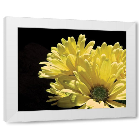 Yellow Daisy II White Modern Wood Framed Art Print by Burkhart, Monika