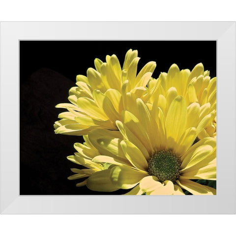 Yellow Daisy II White Modern Wood Framed Art Print by Burkhart, Monika