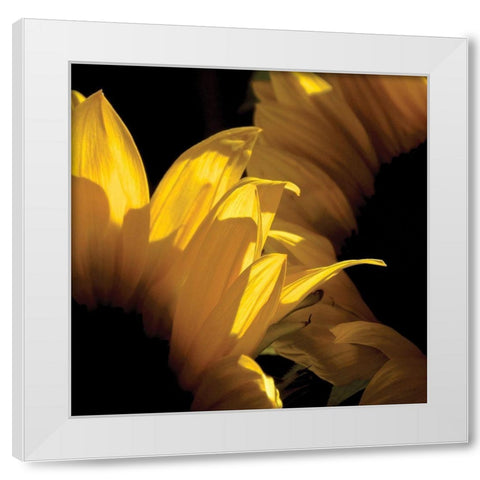 Sunlit Sunflowers V White Modern Wood Framed Art Print by Burkhart, Monika