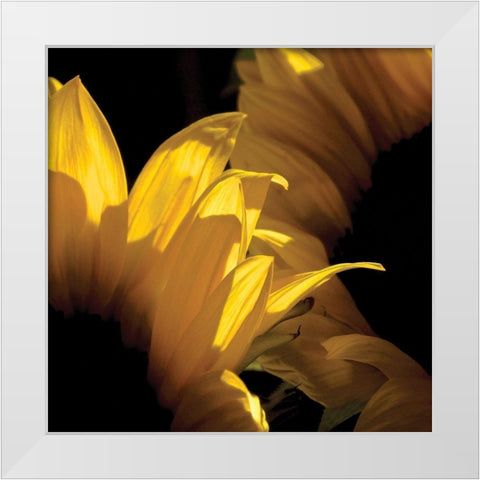 Sunlit Sunflowers V White Modern Wood Framed Art Print by Burkhart, Monika