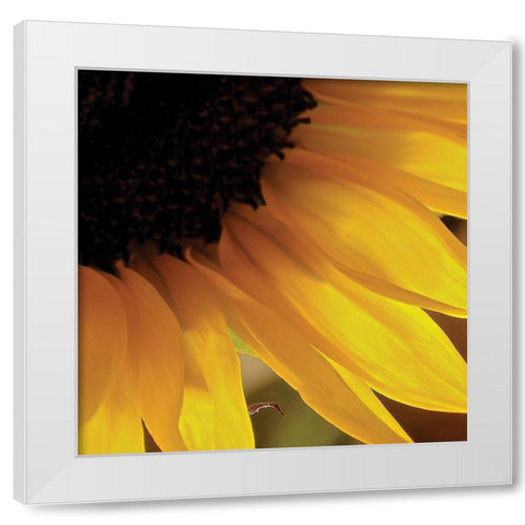 Sunlit Sunfloweres VI White Modern Wood Framed Art Print by Burkhart, Monika