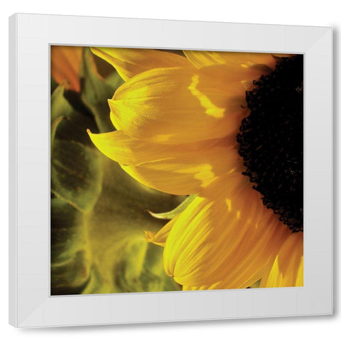 Sunlit Sunflowers VII White Modern Wood Framed Art Print by Burkhart, Monika