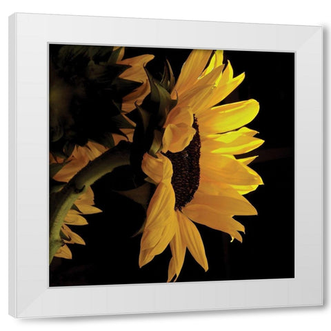 Sunlit Sunflowers VIII White Modern Wood Framed Art Print by Burkhart, Monika