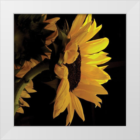 Sunlit Sunflowers VIII White Modern Wood Framed Art Print by Burkhart, Monika