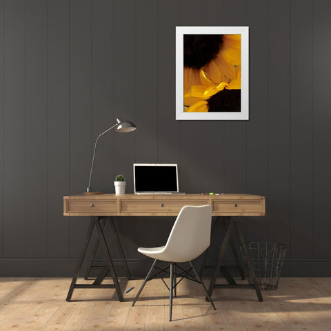 Sunflowers IX White Modern Wood Framed Art Print by Burkhart, Monika