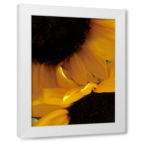 Sunflowers IX White Modern Wood Framed Art Print by Burkhart, Monika