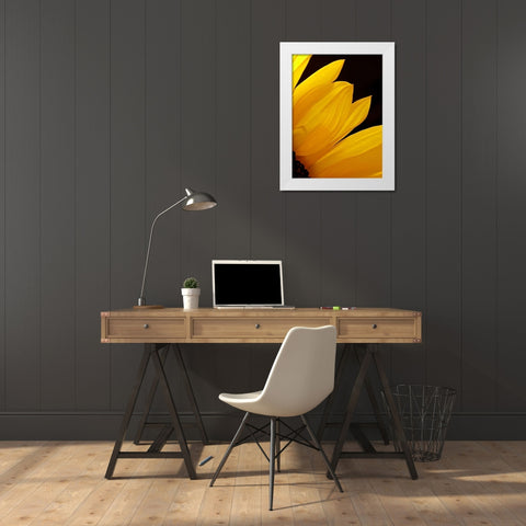Sunflowers X White Modern Wood Framed Art Print by Burkhart, Monika