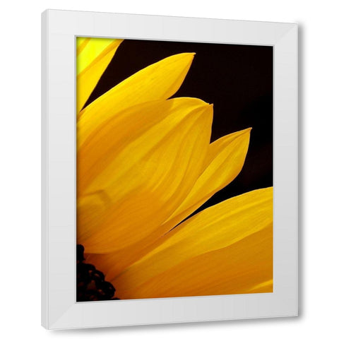 Sunflowers X White Modern Wood Framed Art Print by Burkhart, Monika