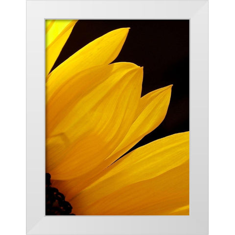 Sunflowers X White Modern Wood Framed Art Print by Burkhart, Monika