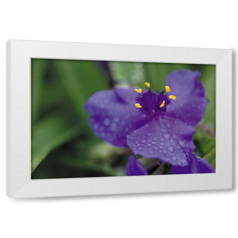 Summer Bloom II White Modern Wood Framed Art Print by Berzel, Erin