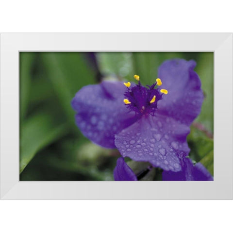 Summer Bloom II White Modern Wood Framed Art Print by Berzel, Erin