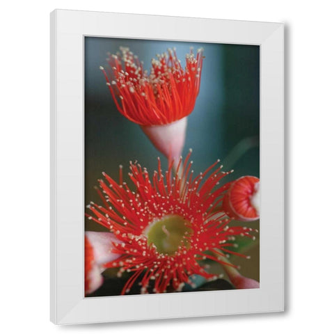 Summer Bloom XII White Modern Wood Framed Art Print by Berzel, Erin