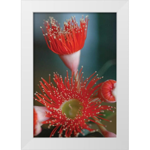 Summer Bloom XII White Modern Wood Framed Art Print by Berzel, Erin