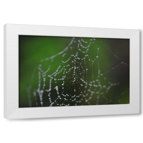 Dewy Web II White Modern Wood Framed Art Print by Berzel, Erin