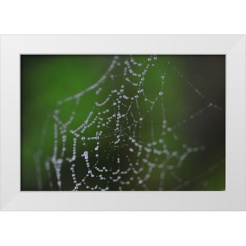 Dewy Web II White Modern Wood Framed Art Print by Berzel, Erin