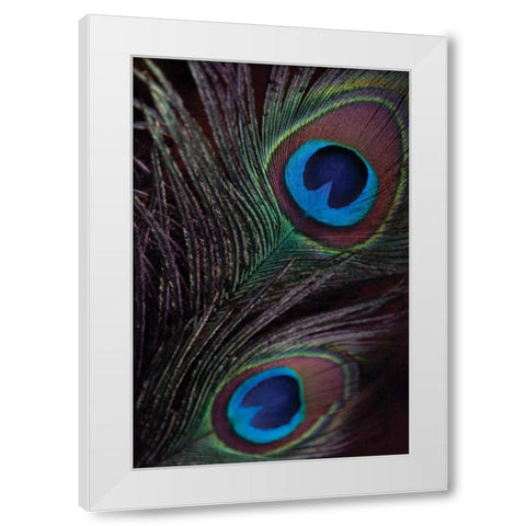 Peacock Feathers I White Modern Wood Framed Art Print by Berzel, Erin