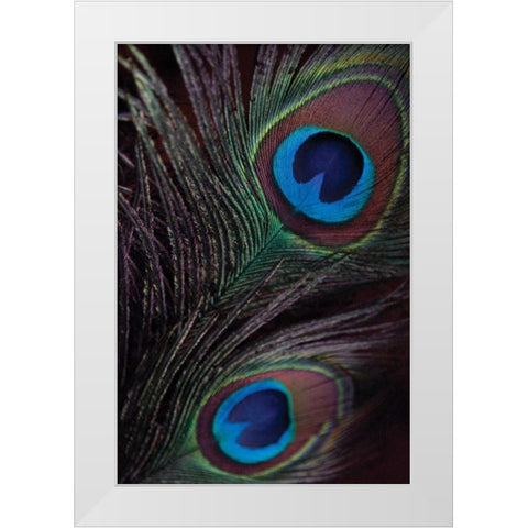 Peacock Feathers I White Modern Wood Framed Art Print by Berzel, Erin