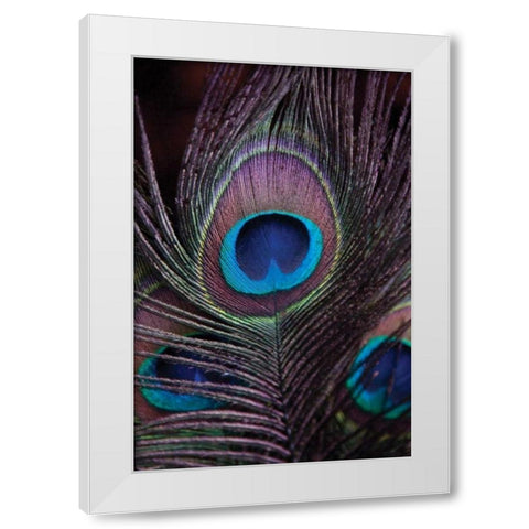 Peacock Feathers II White Modern Wood Framed Art Print by Berzel, Erin