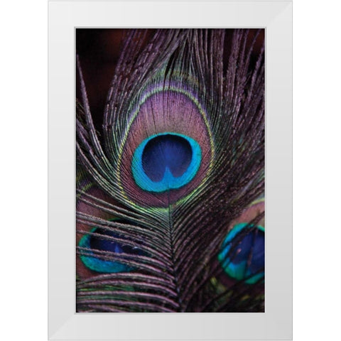Peacock Feathers II White Modern Wood Framed Art Print by Berzel, Erin