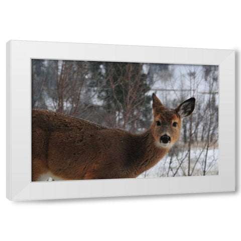 Winter Doe I White Modern Wood Framed Art Print by Berzel, Erin