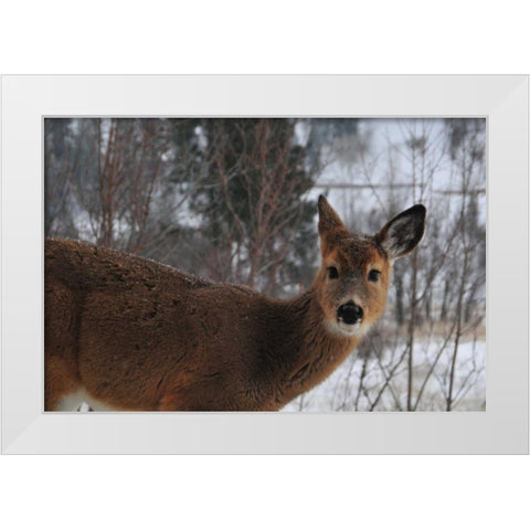 Winter Doe I White Modern Wood Framed Art Print by Berzel, Erin