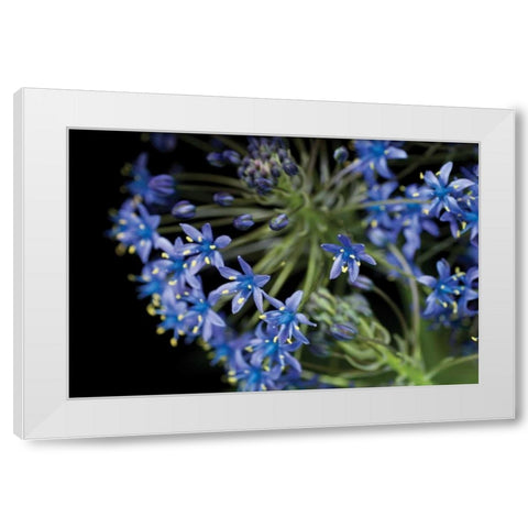 Purple Blossoms White Modern Wood Framed Art Print by Berzel, Erin
