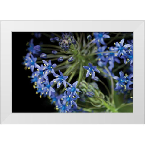 Purple Blossoms White Modern Wood Framed Art Print by Berzel, Erin