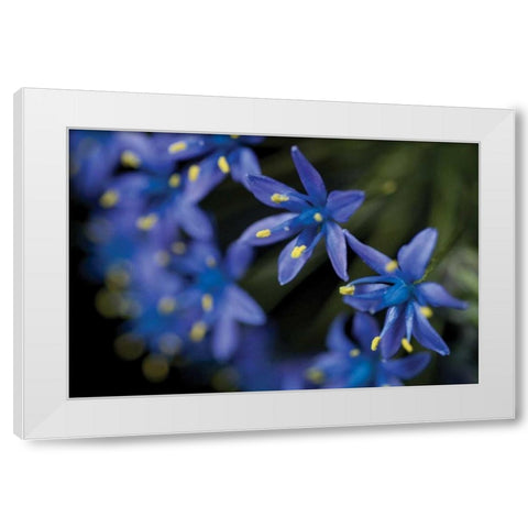 Purple Bloom Detail White Modern Wood Framed Art Print by Berzel, Erin