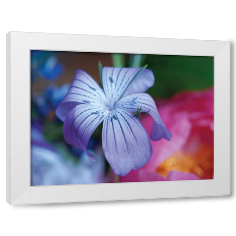 Delicate Flower I White Modern Wood Framed Art Print by Berzel, Erin