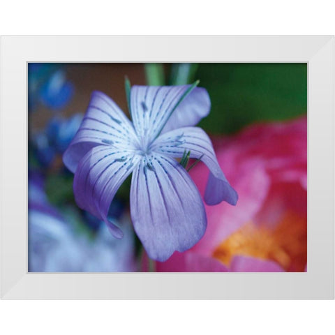 Delicate Flower I White Modern Wood Framed Art Print by Berzel, Erin