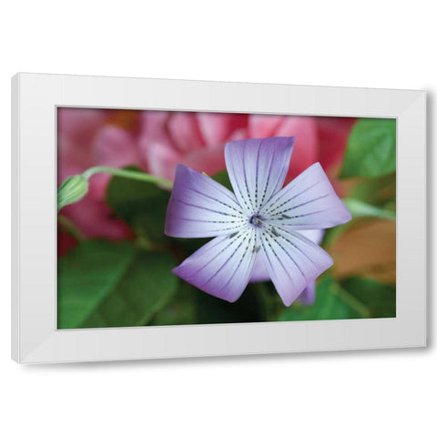 Delicate Flower II White Modern Wood Framed Art Print by Berzel, Erin