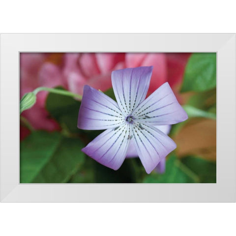 Delicate Flower II White Modern Wood Framed Art Print by Berzel, Erin