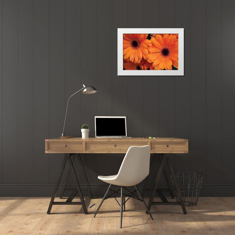 Orange Gerbera Daisies White Modern Wood Framed Art Print by Berzel, Erin