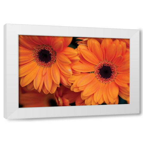 Orange Gerbera Daisies White Modern Wood Framed Art Print by Berzel, Erin