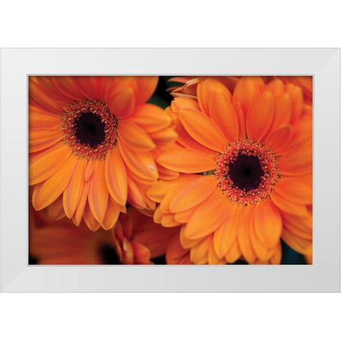 Orange Gerbera Daisies White Modern Wood Framed Art Print by Berzel, Erin
