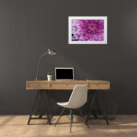 Purple Mum I White Modern Wood Framed Art Print by Berzel, Erin