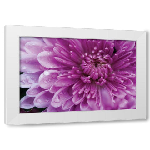 Purple Mum I White Modern Wood Framed Art Print by Berzel, Erin