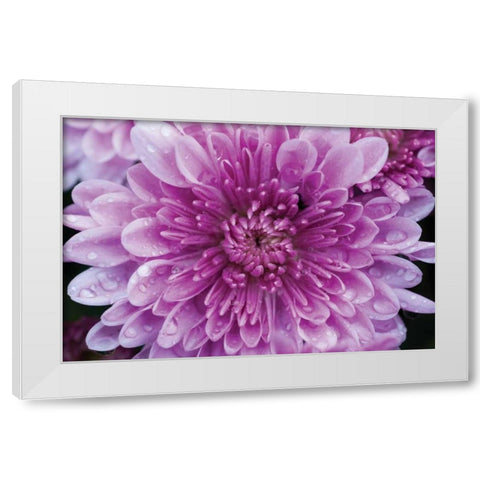 Purple Mum II White Modern Wood Framed Art Print by Berzel, Erin