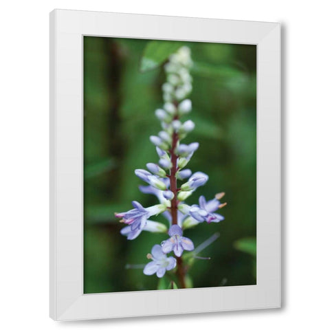 In the Garden I White Modern Wood Framed Art Print by Berzel, Erin
