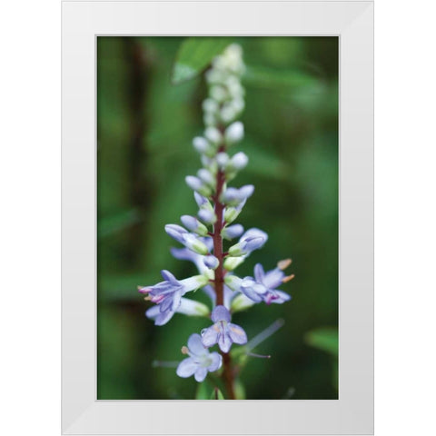 In the Garden I White Modern Wood Framed Art Print by Berzel, Erin