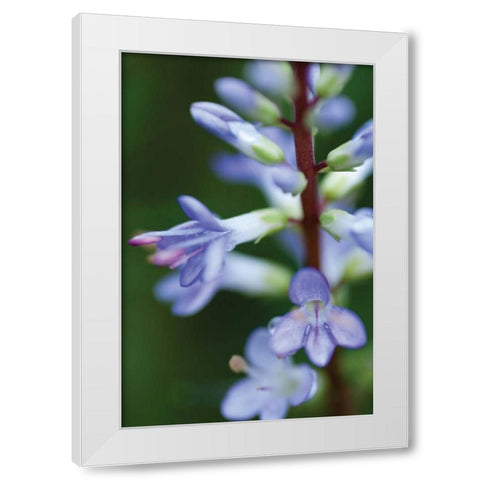 In the Garden II White Modern Wood Framed Art Print by Berzel, Erin