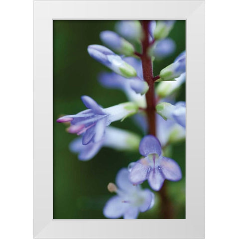 In the Garden II White Modern Wood Framed Art Print by Berzel, Erin
