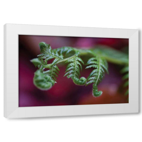 Fern Detail II White Modern Wood Framed Art Print by Berzel, Erin
