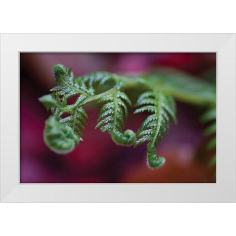 Fern Detail II White Modern Wood Framed Art Print by Berzel, Erin