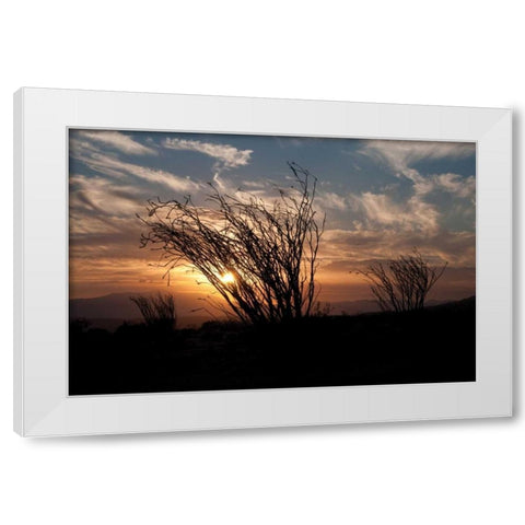 Ocotillo Cactus I White Modern Wood Framed Art Print by Berzel, Erin