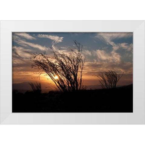 Ocotillo Cactus I White Modern Wood Framed Art Print by Berzel, Erin